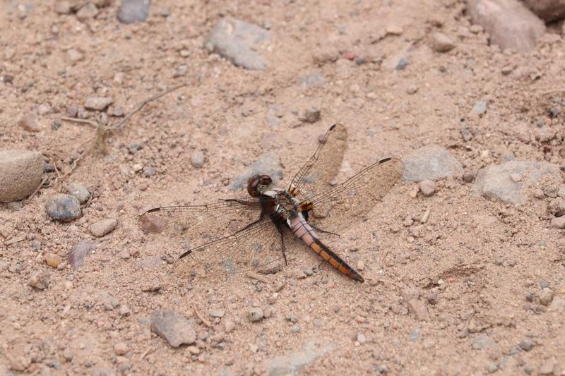 Photo of Chalk-fronted Corporal