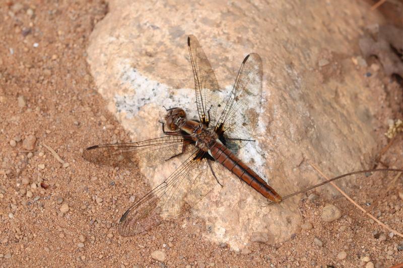 Photo of Chalk-fronted Corporal