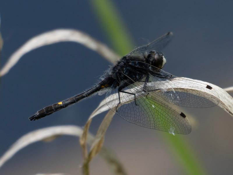 Photo of Dot-tailed Whiteface