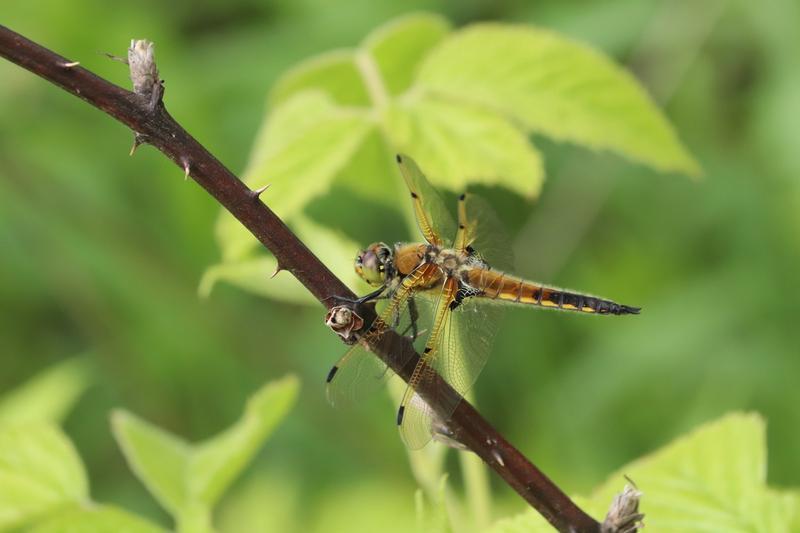 Photo of Four-spotted Skimmer