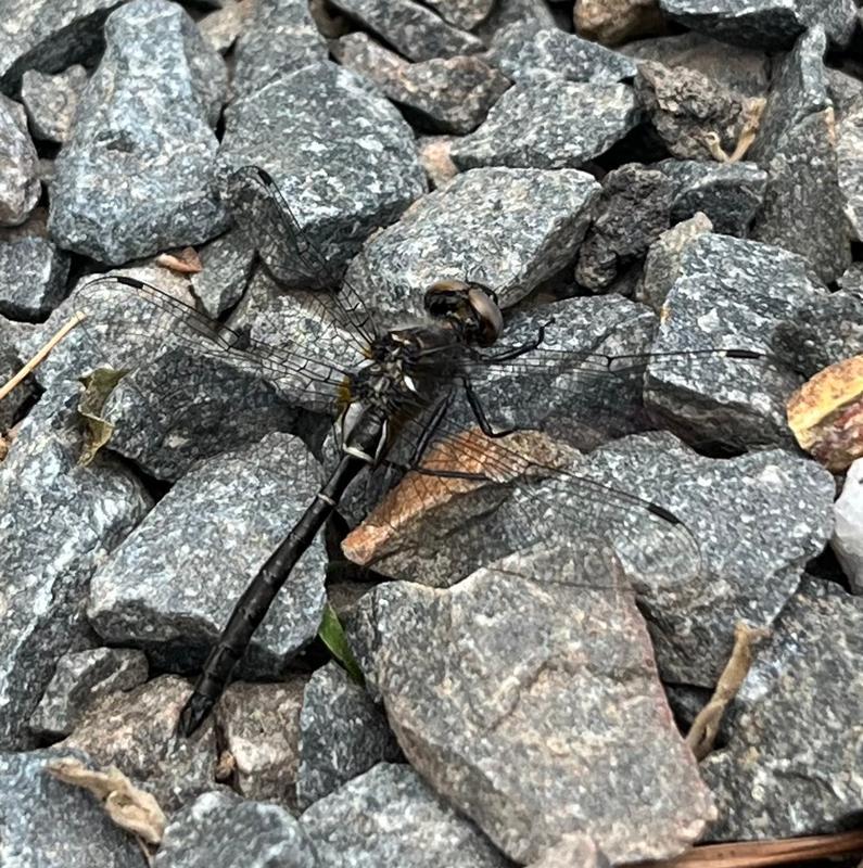 Photo of Ebony Boghaunter