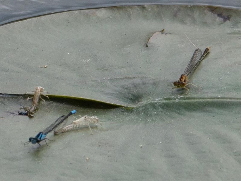 Photo of Orange Bluet
