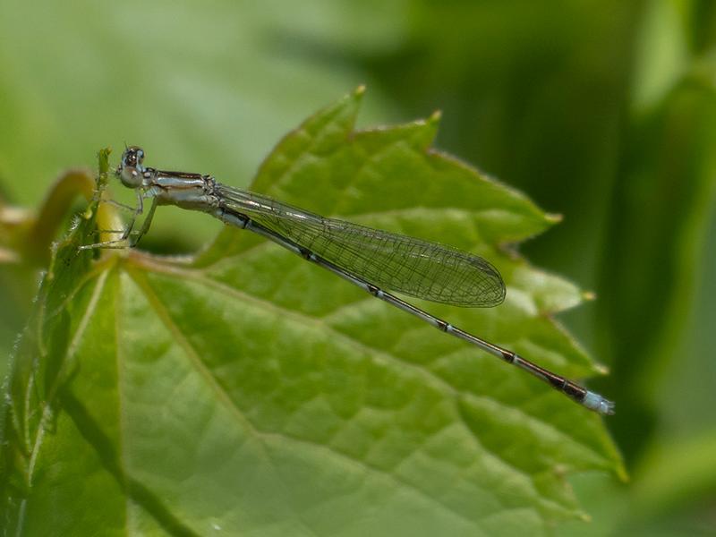 Photo of Vesper Bluet