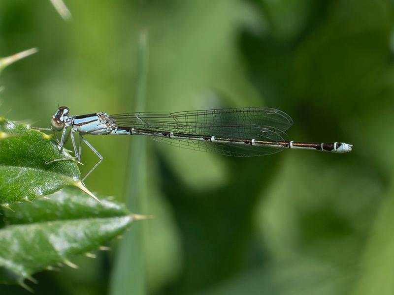 Photo of Vesper Bluet