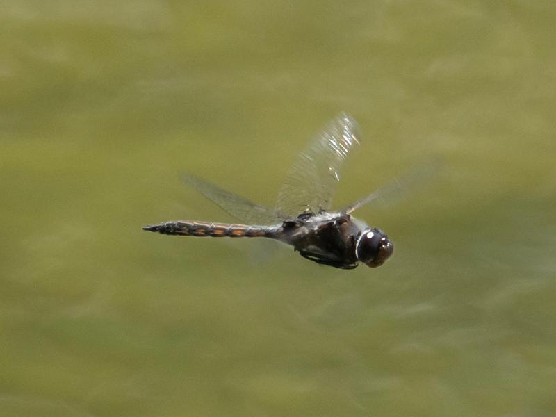 Photo of Common Baskettail