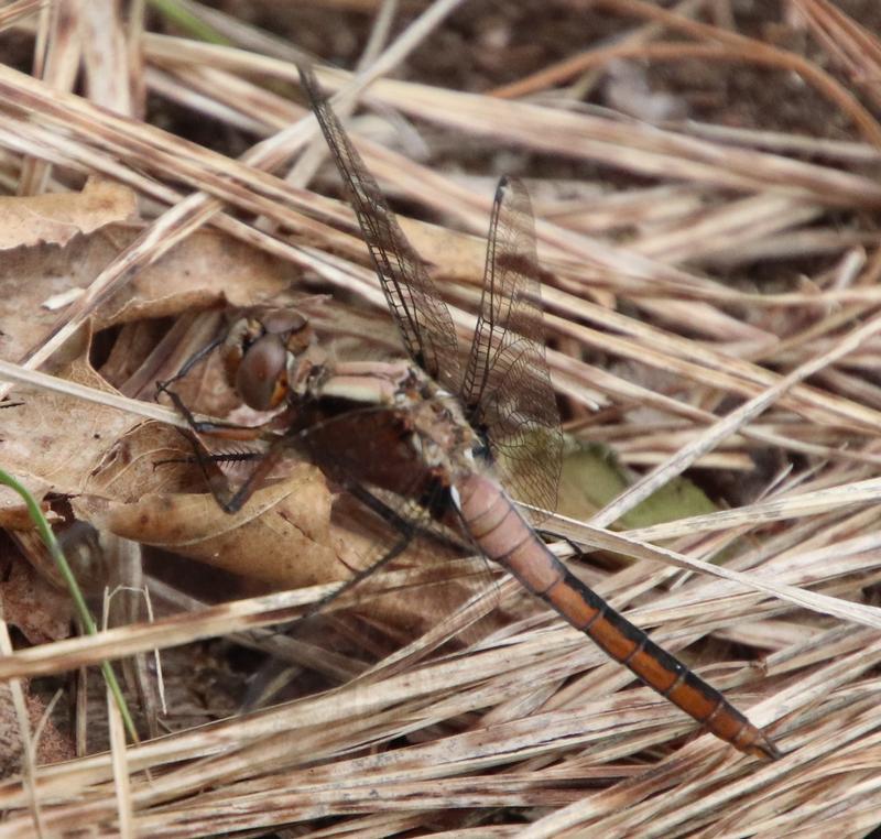 Photo of Chalk-fronted Corporal