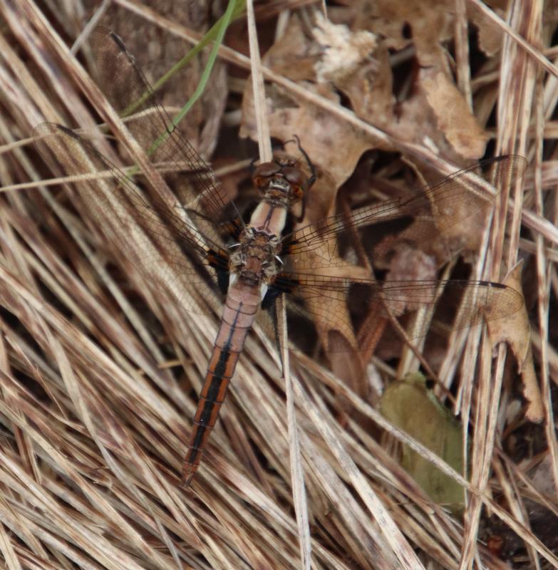 Photo of Chalk-fronted Corporal