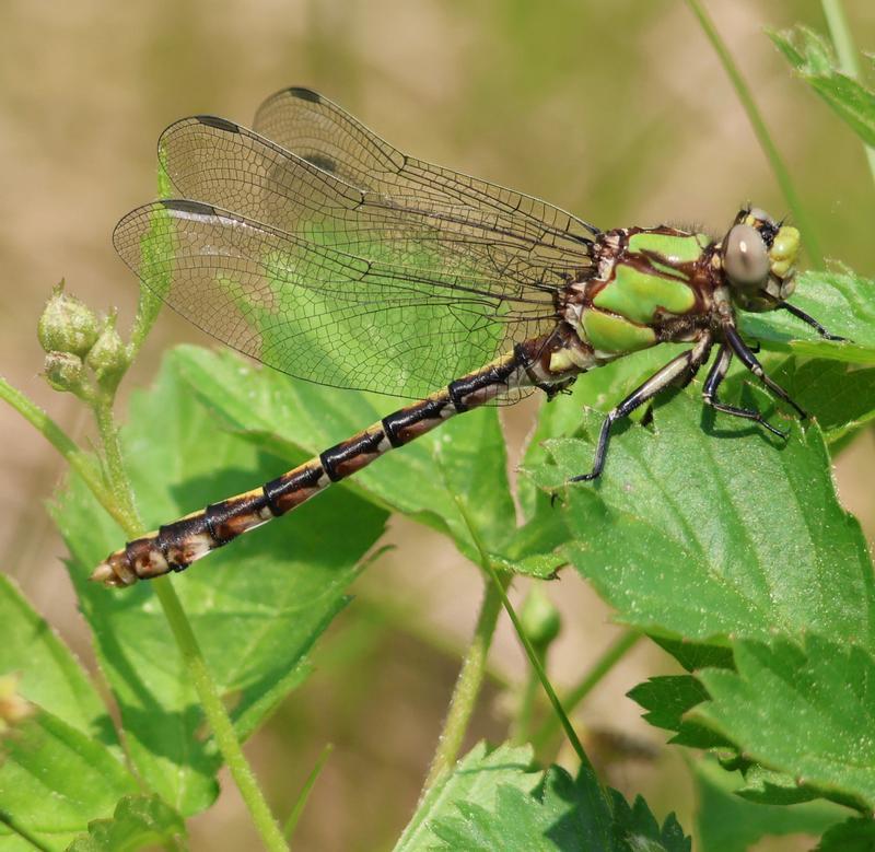 Photo of Sioux Snaketail
