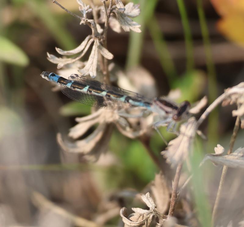 Photo of Boreal Bluet