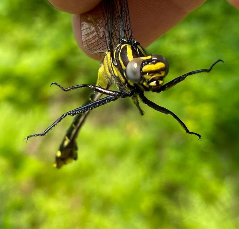 Photo of Cobra Clubtail