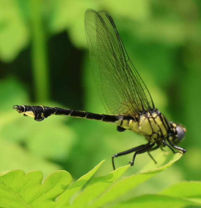 Photo of Cobra Clubtail
