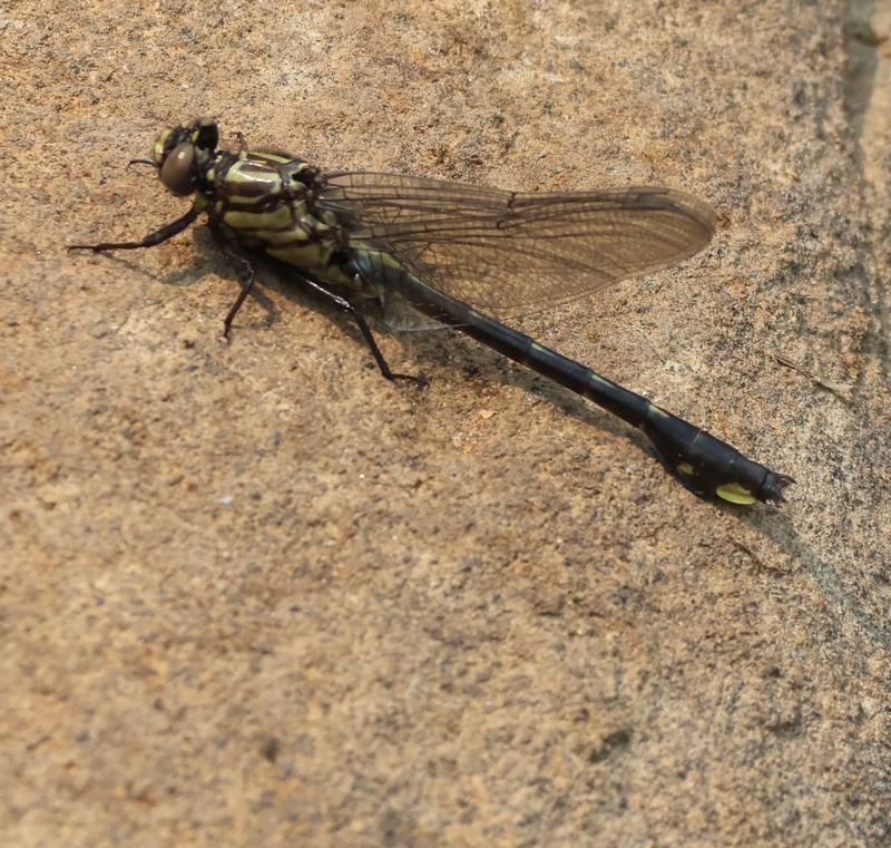 Photo of Splendid Clubtail