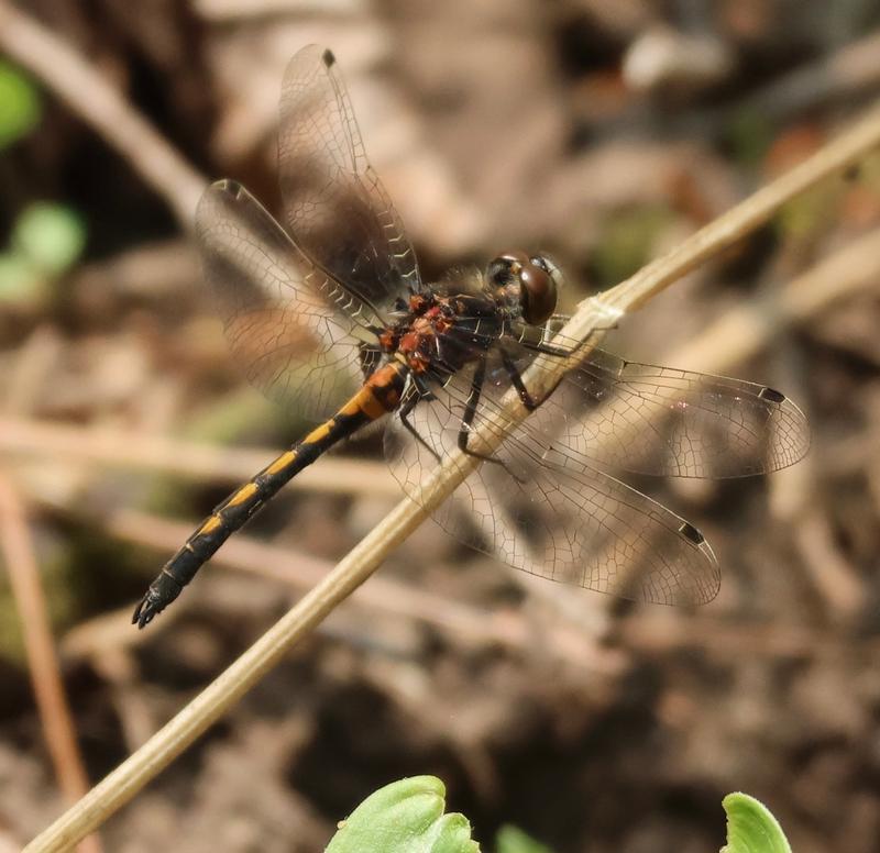 Photo of Hudsonian Whiteface