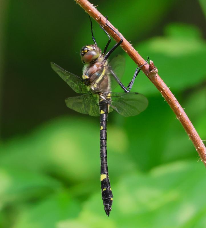 Photo of Swift River Cruiser (Illinois River Cruiser ssp.)