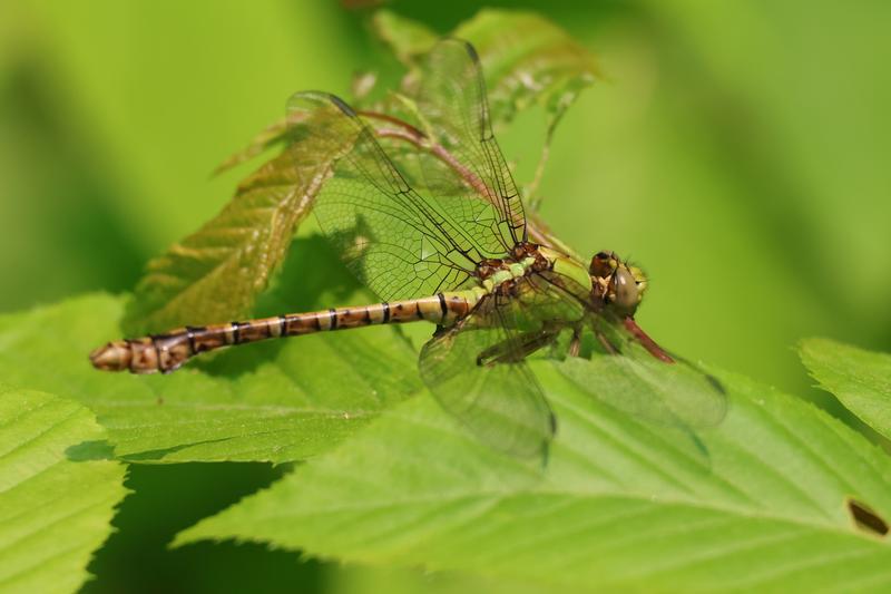 Photo of Rusty Snaketail