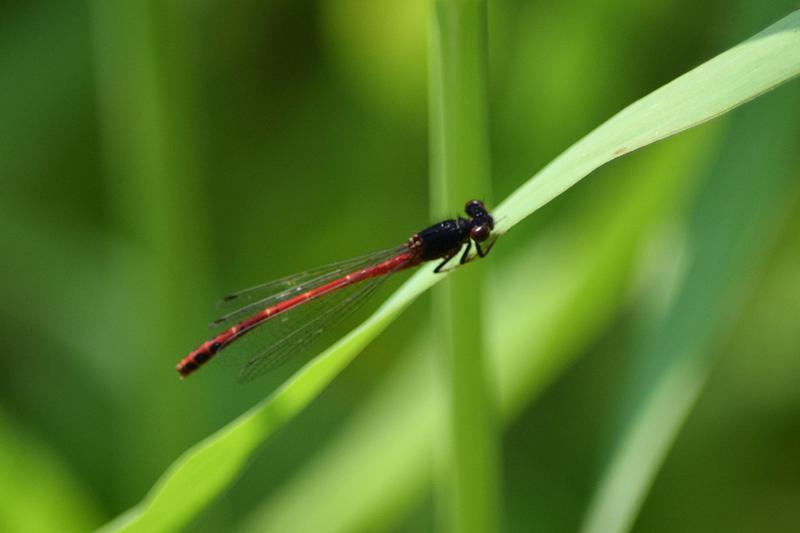 Photo of Western Red Damsel