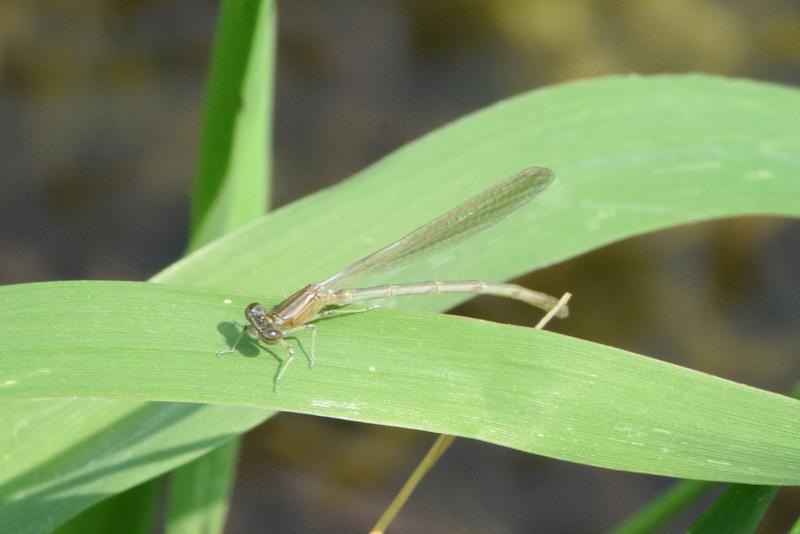 Photo of Double-striped Bluet