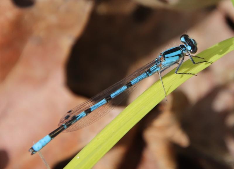 Photo of Boreal Bluet