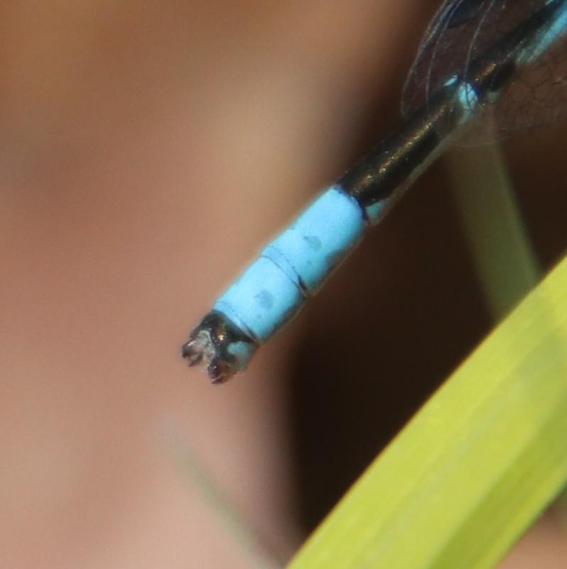 Photo of Boreal Bluet