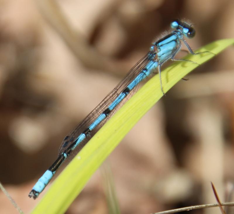 Photo of Boreal Bluet
