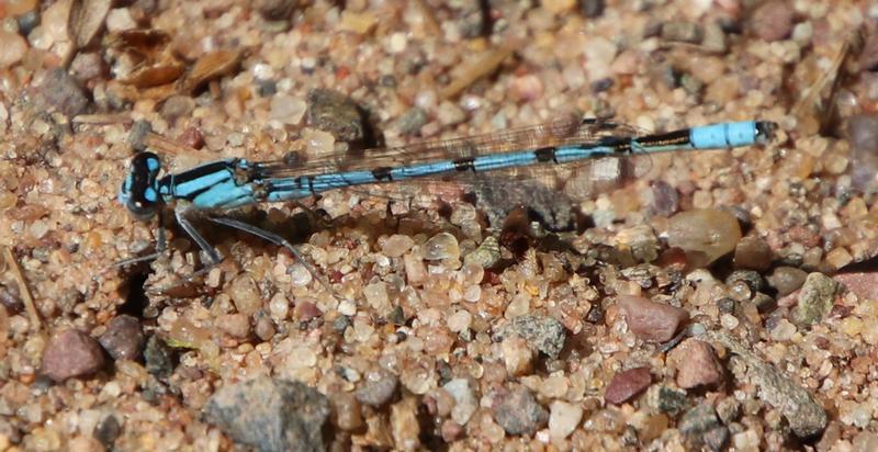 Photo of Boreal Bluet