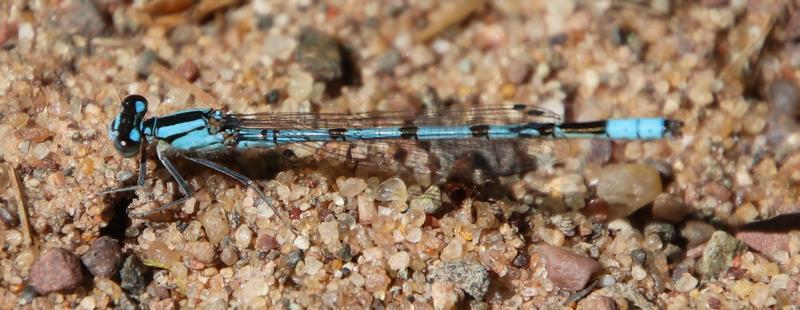 Photo of Boreal Bluet