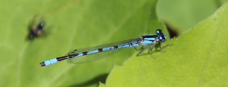Photo of Boreal Bluet