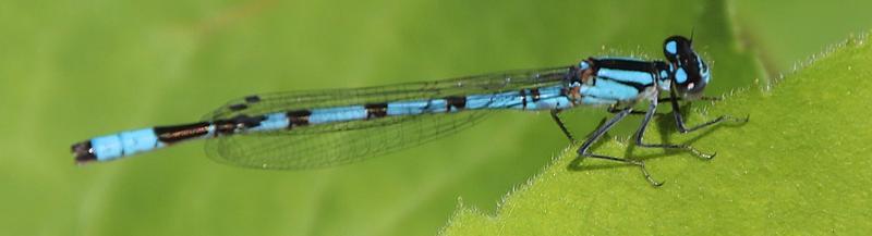 Photo of Boreal Bluet