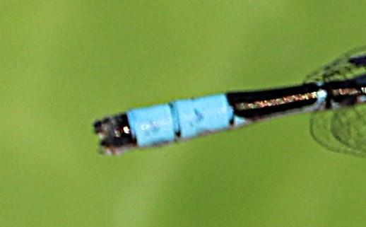 Photo of Boreal Bluet