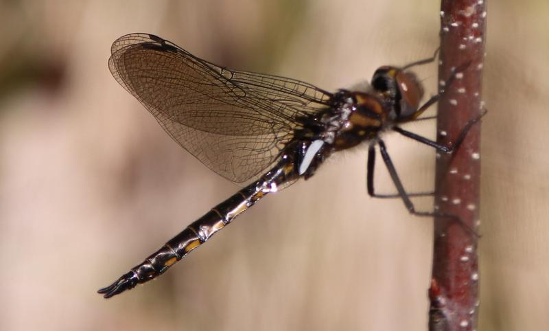 Photo of Spiny Baskettail
