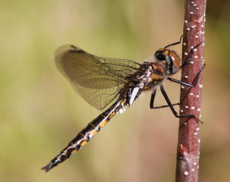 Photo of Spiny Baskettail