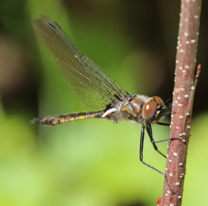 Photo of Spiny Baskettail