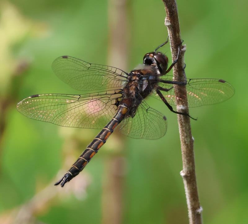Photo of Spiny Baskettail