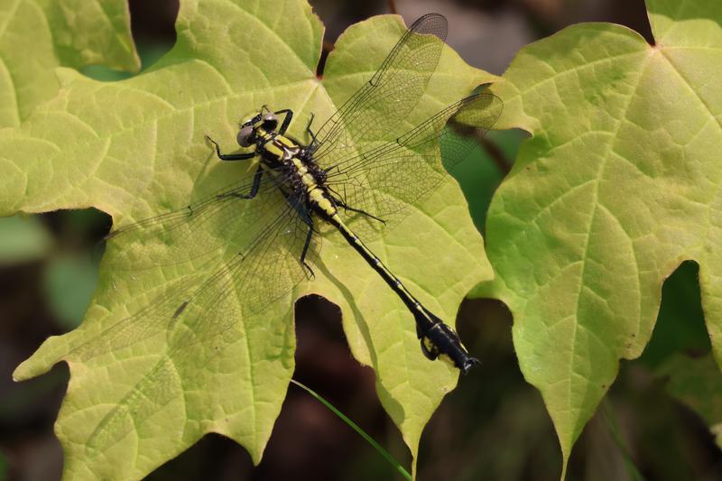 Photo of Skillet Clubtail