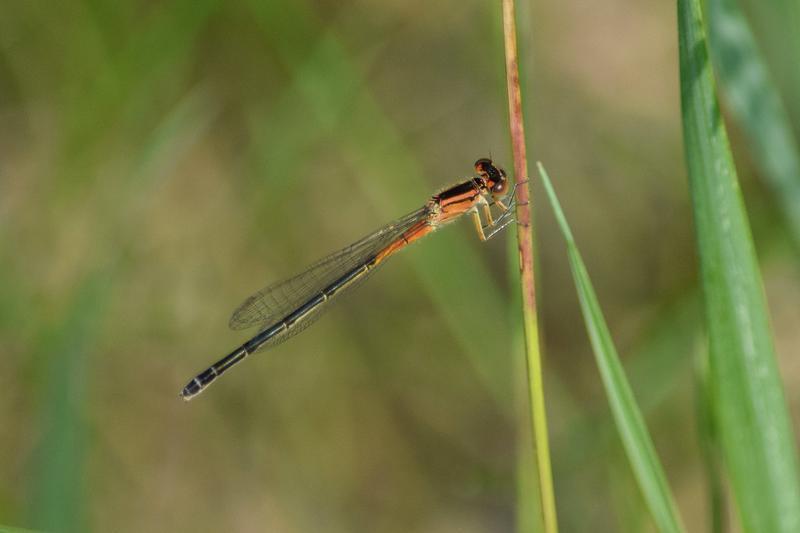 Photo of Eastern Forktail