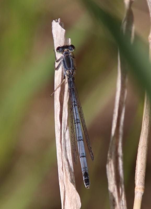 Photo of Eastern Forktail