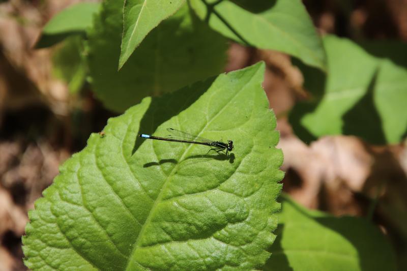 Photo of Eastern Forktail
