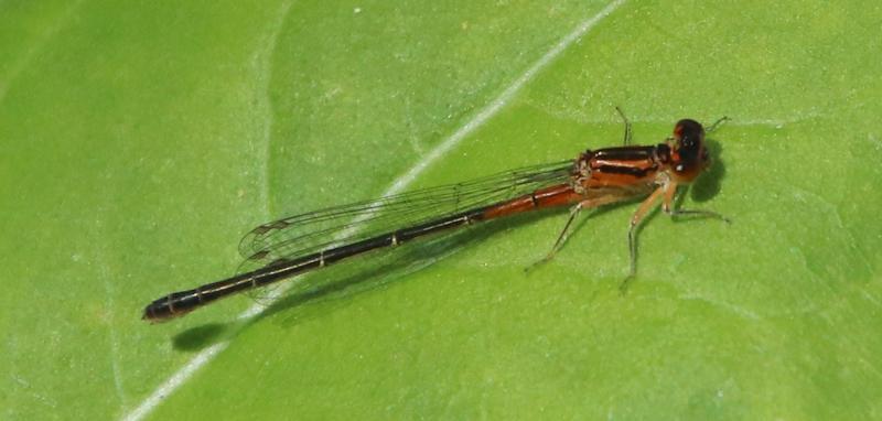 Photo of Eastern Forktail