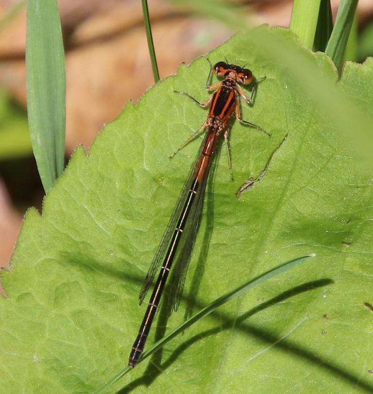 Photo of Eastern Forktail