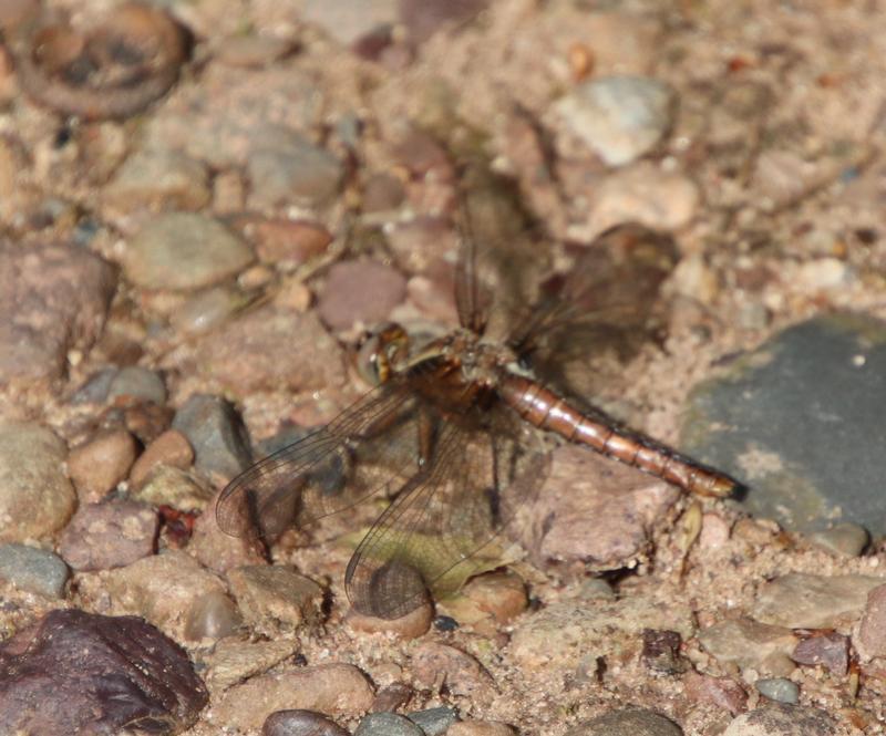 Photo of Chalk-fronted Corporal