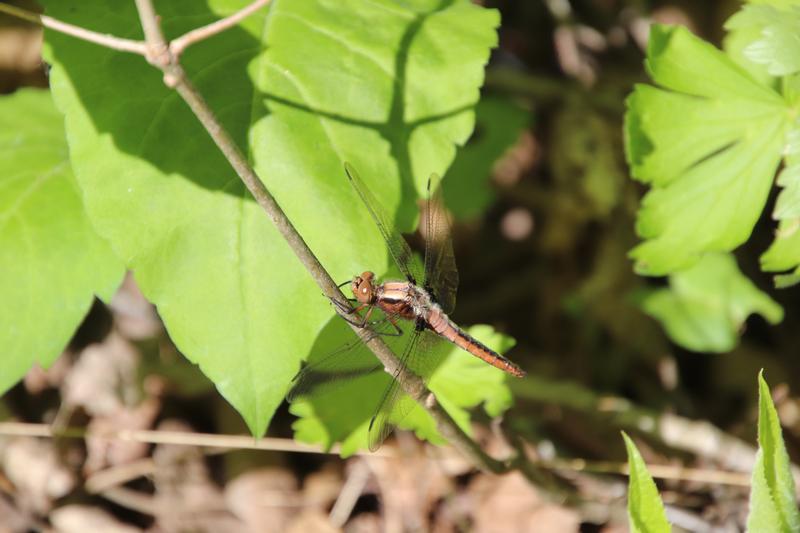 Photo of Chalk-fronted Corporal