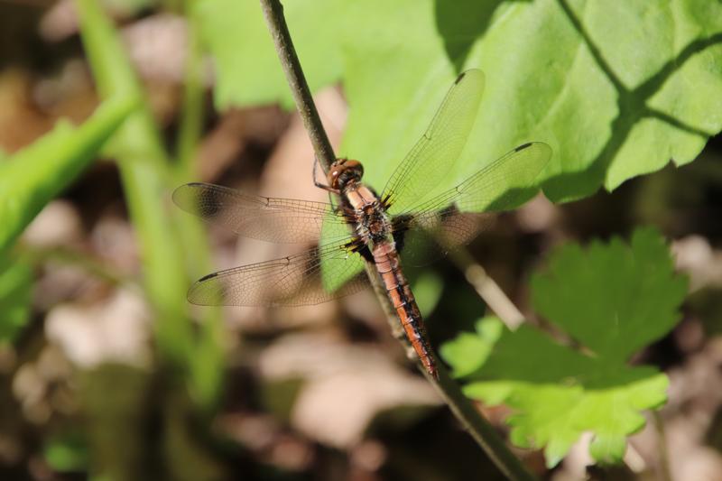 Photo of Chalk-fronted Corporal
