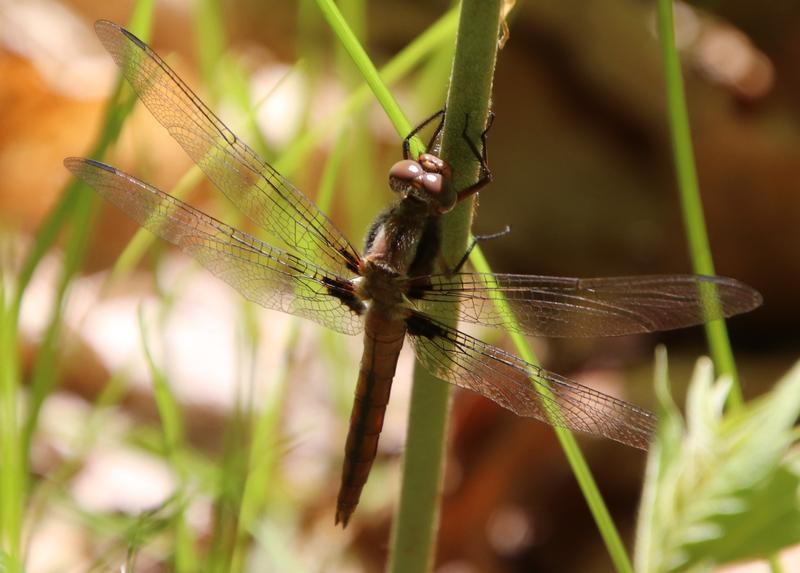 Photo of Chalk-fronted Corporal