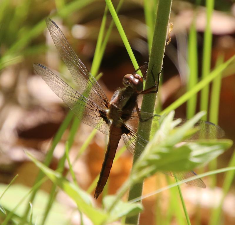Photo of Chalk-fronted Corporal