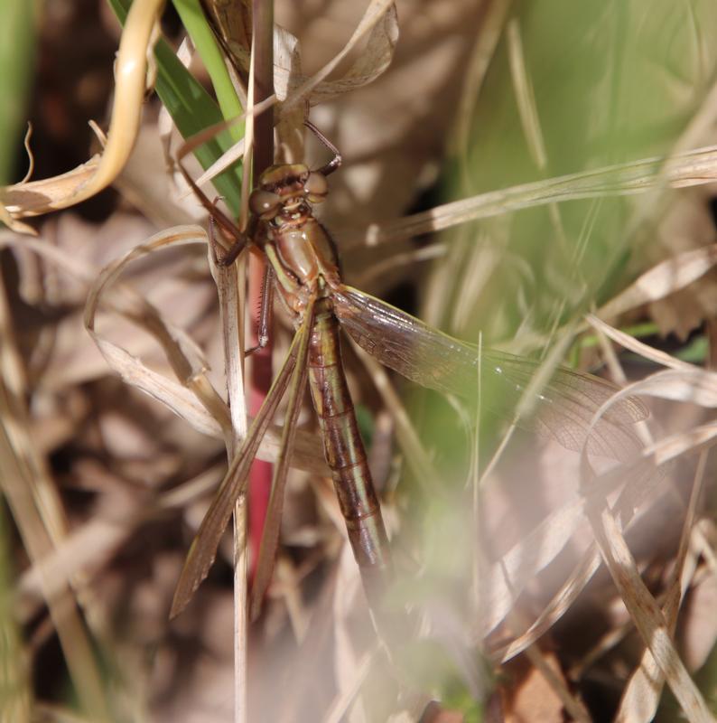 Photo of Ashy Clubtail