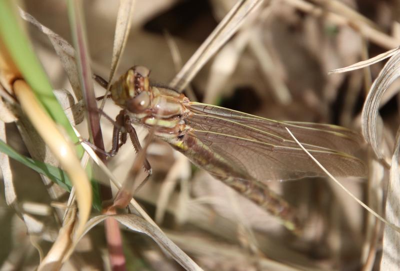 Photo of Ashy Clubtail