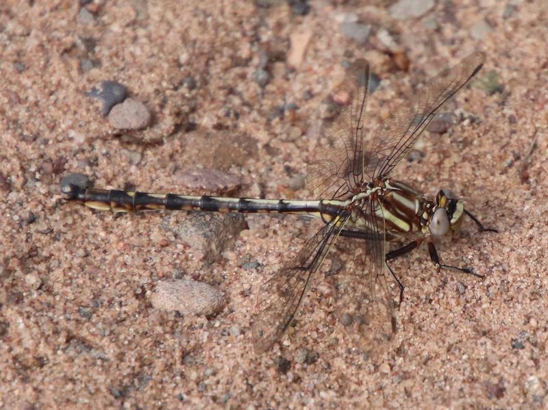 Photo of Ashy Clubtail