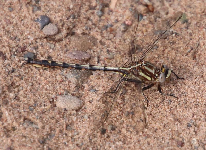 Photo of Ashy Clubtail