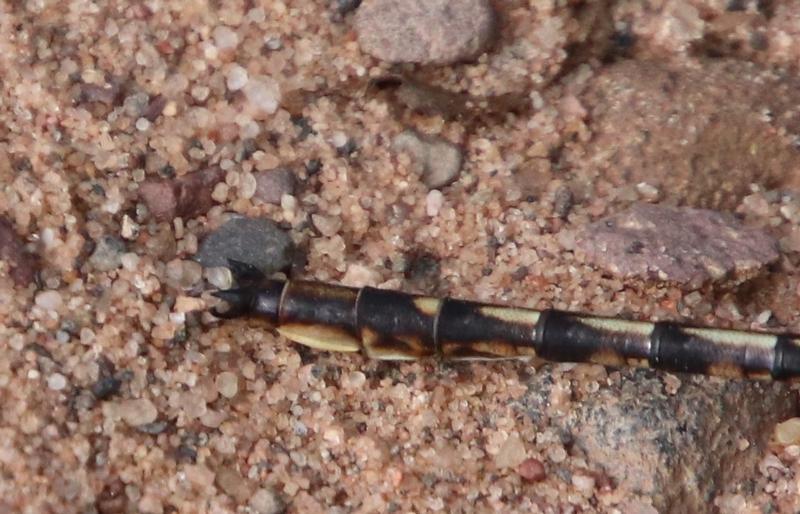 Photo of Ashy Clubtail