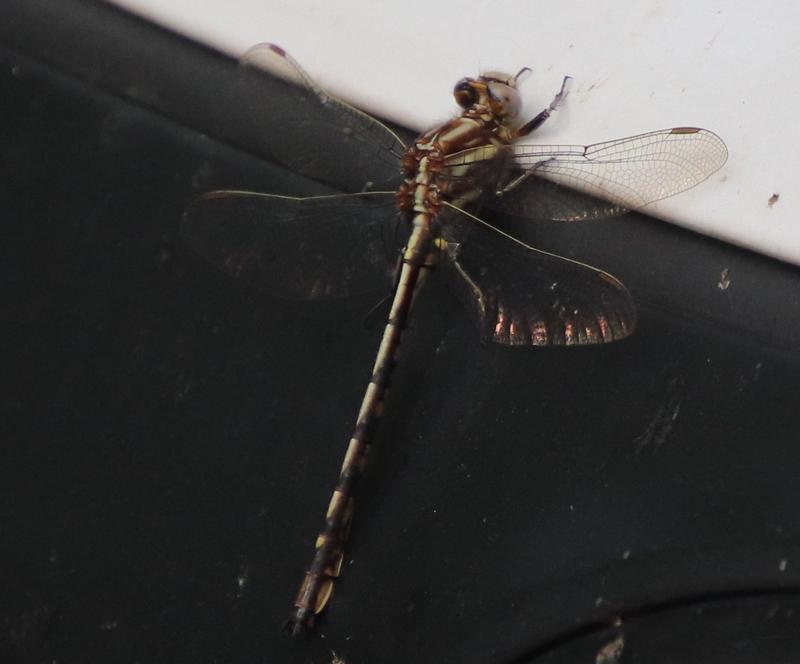 Photo of Ashy Clubtail